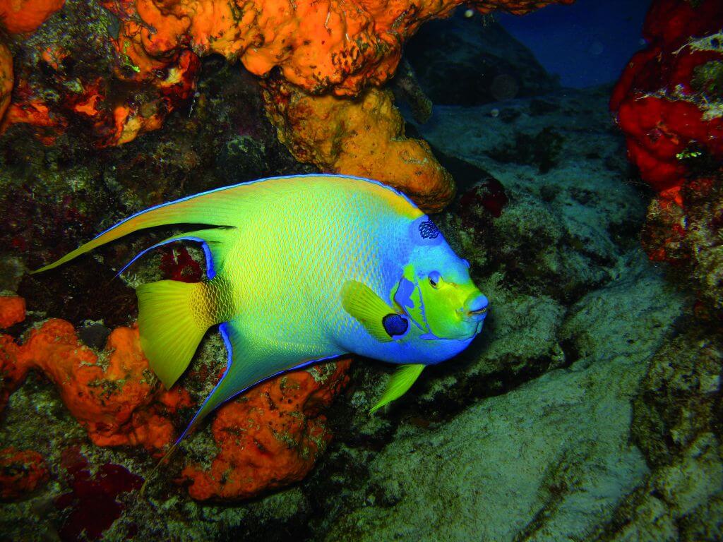 Studera spanska i Playa del Carmen - Fisk
