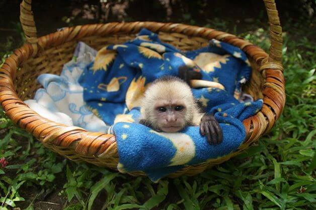 Costa-Rica-volontärresor-animal-rescue